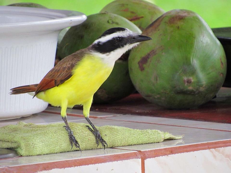 Casa Ballena Eco Hostelウビタ エクステリア 写真